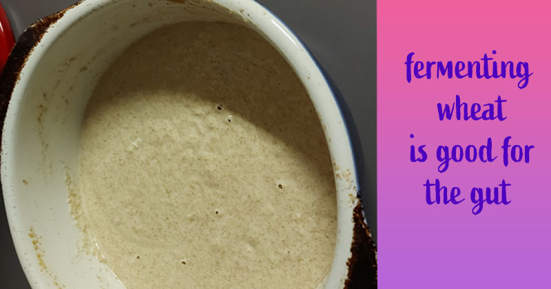 fermenting wheat is good for the gut