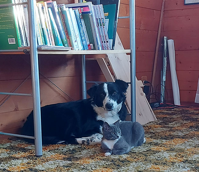 A Cat and a dog sitting under a book shelf