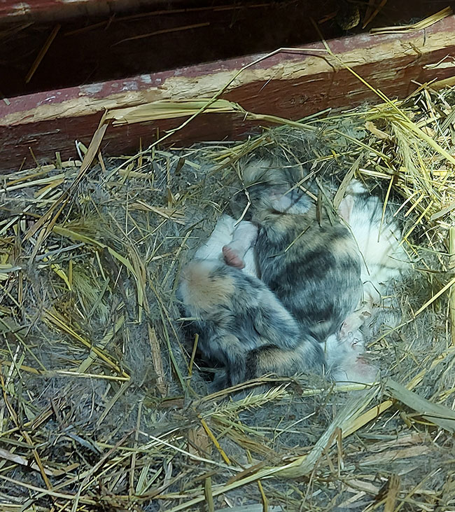 5 bunnies in a den